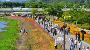 3년 만에 재개된 장성 황룡강 (洪)길동무 꽃길축제에 주말에만 7만 명의 인파가 몰렸다 (1).JPG