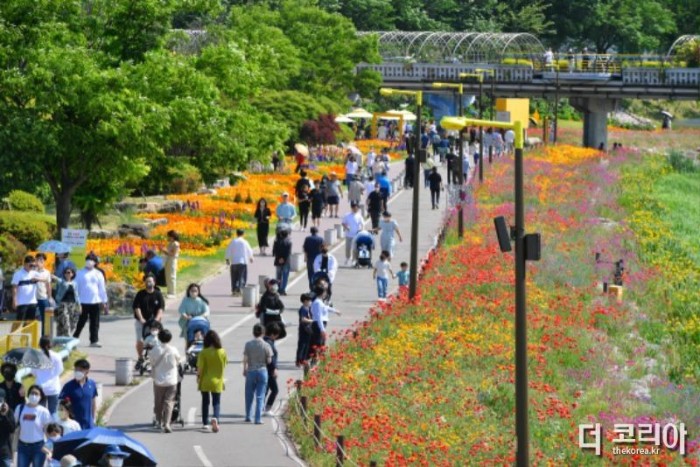 3년 만에 재개된 장성 황룡강 (洪)길동무 꽃길축제에 주말에만 7만 명의 인파가 몰렸다 (3).JPG