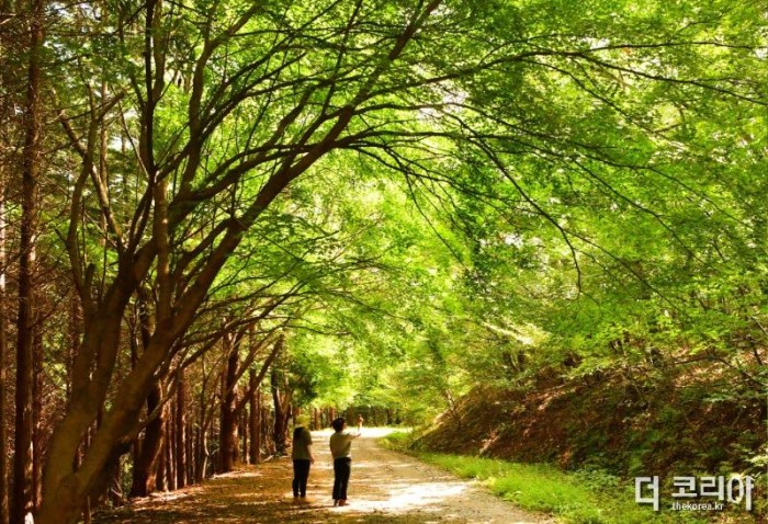 가을철 걷고 싶은 길- 장성 편백나무 숲길.jpg