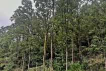 사진2.소호리 참나무숲.jpg