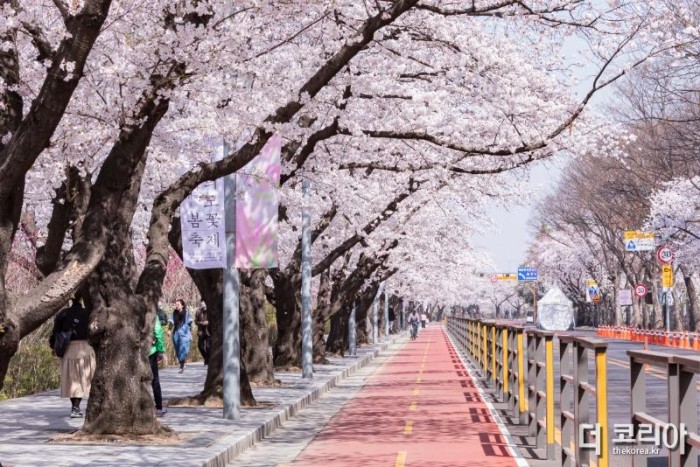 지난해 개최한 여의도 봄꽃축제 현장 모습 2.JPG