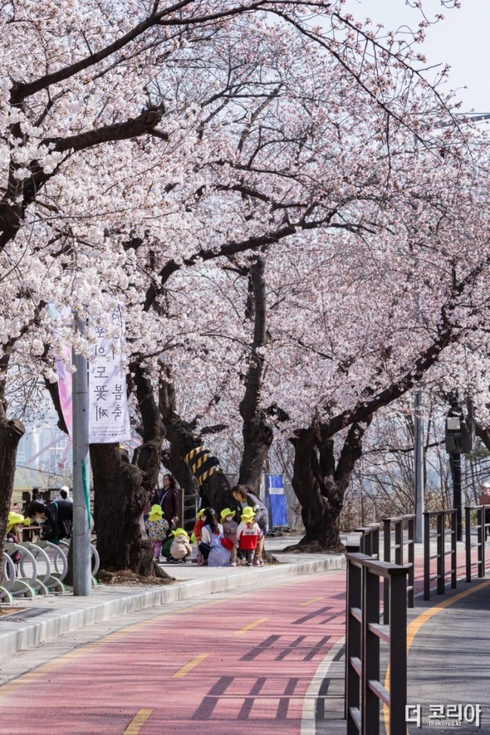 지난해 개최한 여의도 봄꽃축제 현장 모습.JPG
