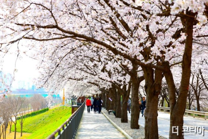 240405 (사진4) 벚꽃이 활짝 핀 도림천 제방길은 봄의 기운을 느끼며 걷기에 좋다..jpg
