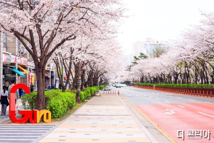 240405 (사진5) 구로거리공원은 아름다운 벚꽃을 도심 속에서 여유롭게 즐길 수 있는 곳이다..jpg