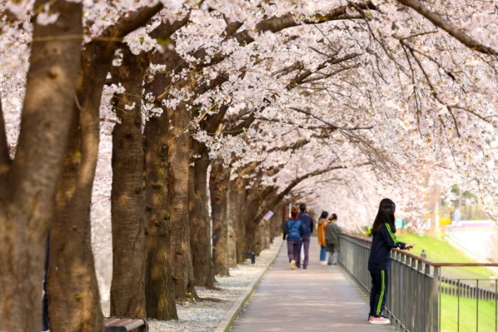 240405 (사진2) 벚꽃이 만개한 도림천 제방길을 찾은 구민들이 봄을 만끽하고 있다..jpg