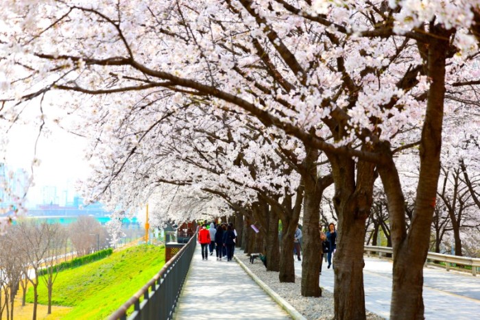 240405 (사진4) 벚꽃이 활짝 핀 도림천 제방길은 봄의 기운을 느끼며 걷기에 좋다..jpg