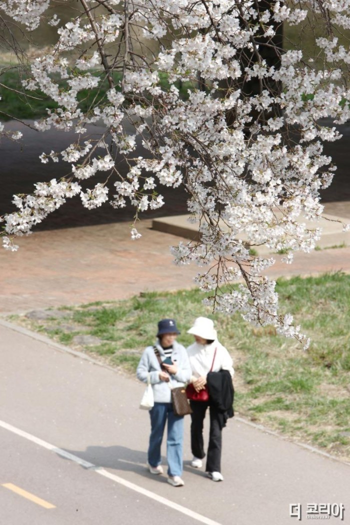 3_안양시 충훈벚꽃길에 벚꽃이 만개했다. 시민들이 산책길을 거닐며 벚꽃을 즐기고 있다(촬영일 24.4.4.) (6).jpg