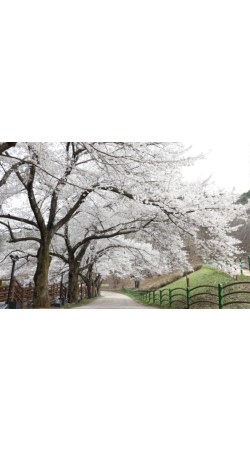 진안 마이산 벚꽃
