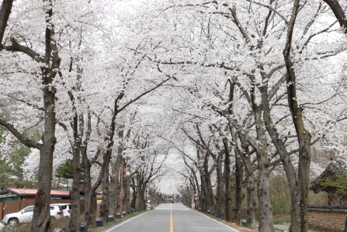 마이산남부 초입에서 이어지는 벚꽃터널.jpg