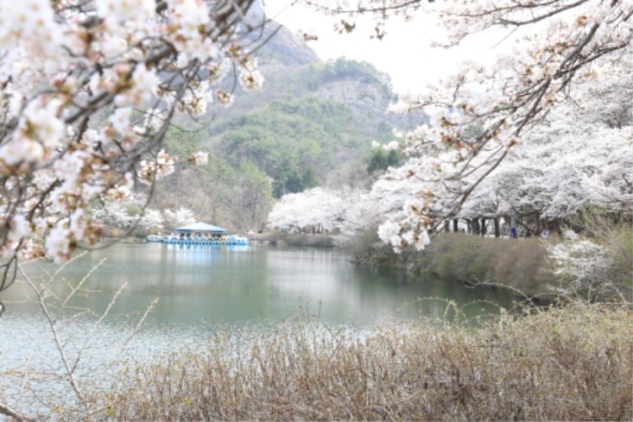 마이산남부 탑영제를 둘레로 펼쳐진 벚꽃 명소 .jpg