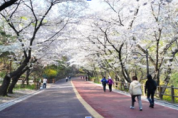걸음마다 봄내음 물씬!‘서울의 아름다운 봄 꽃길 173선’