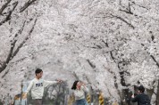 ‘50리 벚꽃 터널 속으로’ 함양 백운산 벚꽃축제 30일부터 이틀간