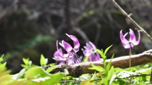봄기운 전하는 DMZ 접경지역의 야생화 꽃망울