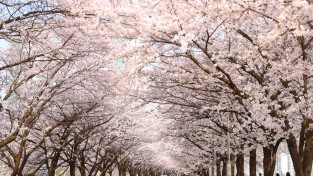 구로구 벚꽃 만개, 기다리던 봄이 활짝