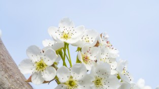 ‘봄비 머금은 배꽃’ 이번 주말 절정 … 나주시, 배꽃 나들이 행사