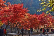 가을 단풍 즐겨요…안양시, 서울대 관악수목원 26일간 시범 개방