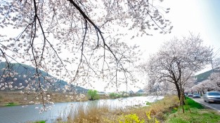 6일~7일 2일간 ‘천안위례벚꽃축제’ 개최