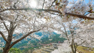 연분홍 꽃길 둘러쌓인 산청 무릉도원