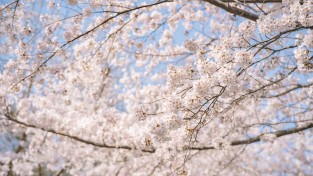 [기획] 사계절 아름다운 꽃섬 거제, 봄이 활짝