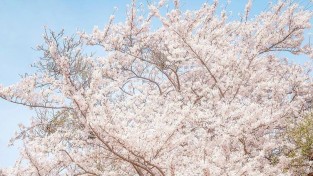 경주의 봄을 즐길 수 있는 벚꽃 데이트 명소 4