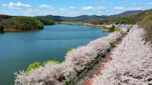 ‘수원 벚꽃지존’5곳, 전국 명소에 안 밀린다