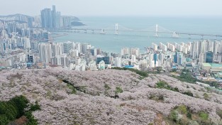 수영구에 봄이 왔어요  벚꽃이 한눈에 보이는 금련산