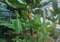 서울에서도 바나나가 열려요! 관악구‘강감찬도시농업센터 바나나 수확 풍년’