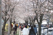 ‘왕벚꽃길에서 만나요’…안양충훈벚꽃축제 이달 30~31일 개최