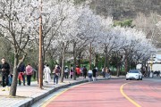 동두천시, ‘2024년 자유수호평화박물관 벚꽃맞이 야간개장’ 준비 완료