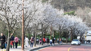 동두천시, ‘2024년 자유수호평화박물관 벚꽃맞이 야간개장’ 준비 완료