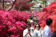 전국 관광객 17만명 강진 봄꽃축제 온전히 즐겼다