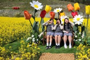 진도교육지원청, 보배섬 유채꽃 마을축제와 함께한~진도군 유채꽃 학생 백일장 ‧ 미술실기 대회 2024 개최