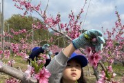 전남교육청 월등초, 『복사꽃이 활짝 피었어요!』  복숭아 한 살이 마을교육연계 체험활동