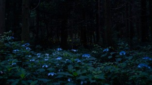 [ 자연/계절 ] 어두운 숲 밝히는 반딧불이　　