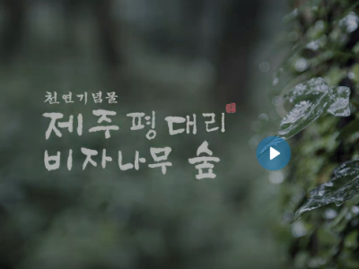 한국의 아름다운 자연유산 - 제주 비자나무 숲