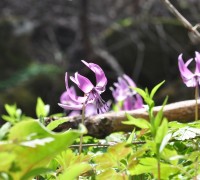 봄기운 전하는 DMZ 접경지역의 야생화 꽃망울