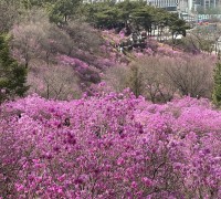 부천시, 3대 봄꽃축제와 함께 봄꽃관광도시 매력 알려